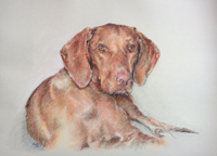 dog portrait in pastell